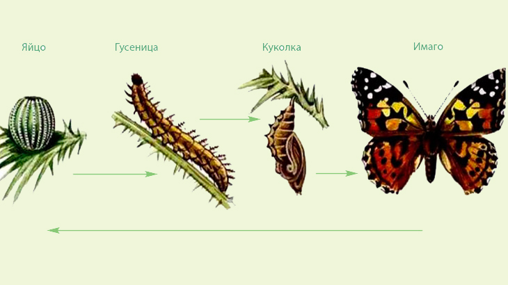 Эволюция сознания  и тела на примере бабочки.
