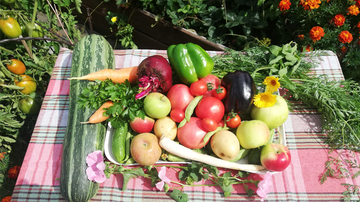 На высоких грядках можно выращивать овощи, фрукты, ягоду.