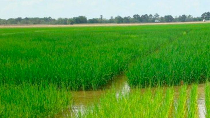 Рис произрастающий на рисовых чеках залитых водой